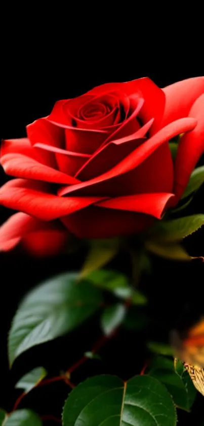 Red rose with green leaves and black background.