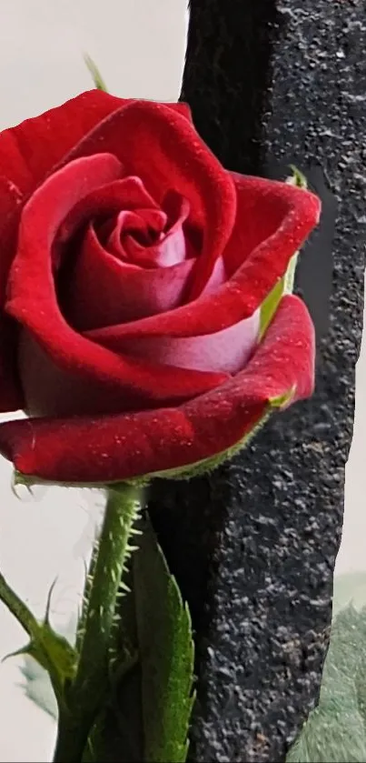 Close-up of a vibrant red rose against a textured background.