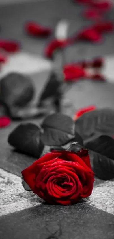 Red rose on a grayscale background mobile wallpaper.