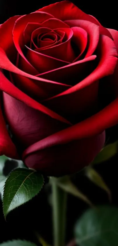 Red rose with green leaves on a black background wallpaper.