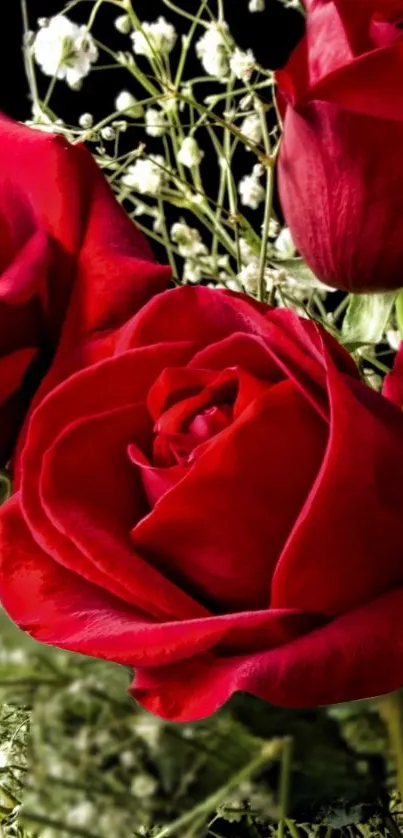 Close-up of vibrant red roses with delicate white flowers in the background.