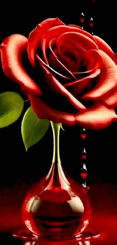 Elegant red rose in a vase on a dark background wallpaper.