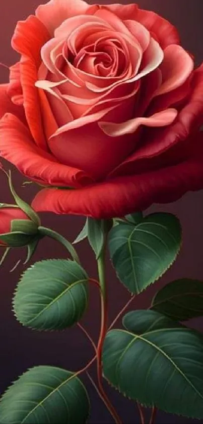 Elegant red rose with detailed petals and green leaves on a dark background.