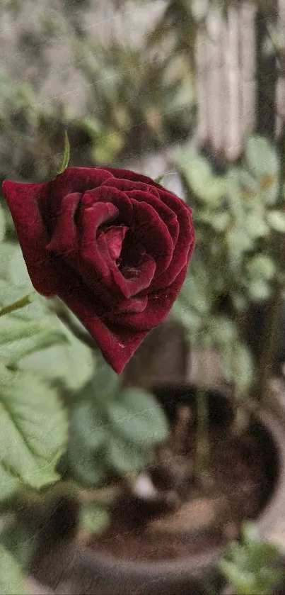 Close-up of a red rose with green leaves in the background.