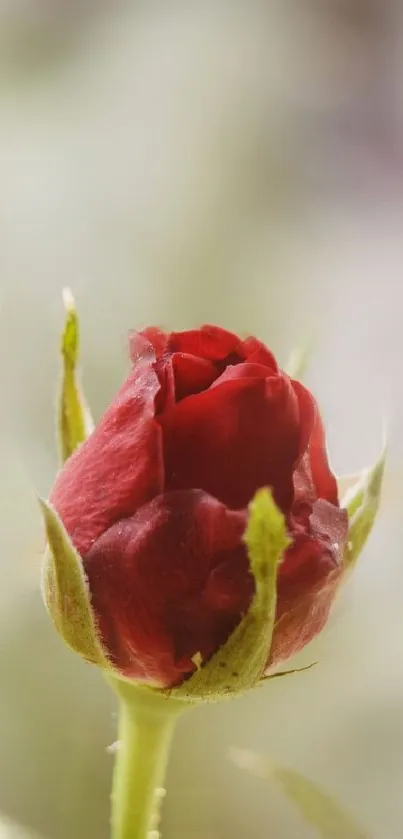 Close-up of a red rose bud on soft blurry background.