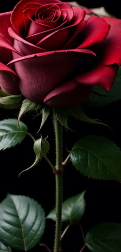 Bold red rose with green leaves on dark background.