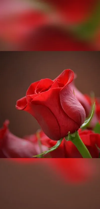 Red rose with elegant petals in a close-up view.