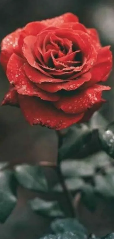 A stunning red rose with dewdrops against a blurred background.