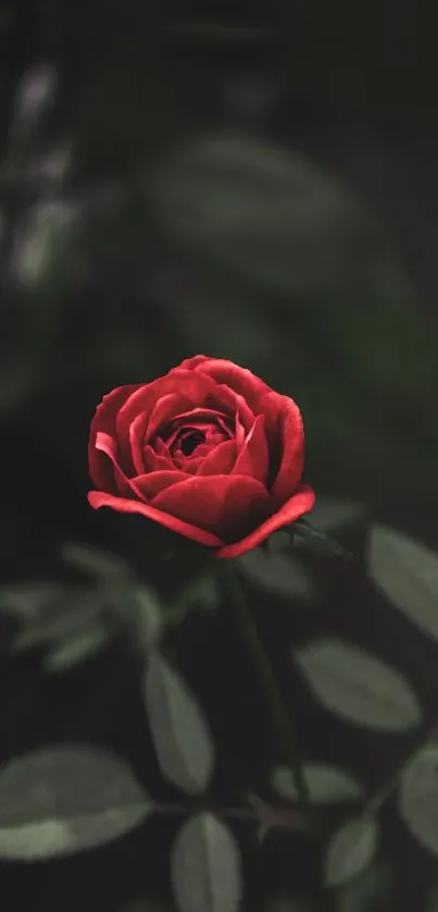 Mobile wallpaper featuring a red rose with a dark background.