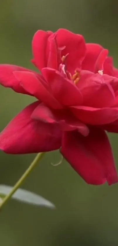 Elegant red rose on a blurred green background.