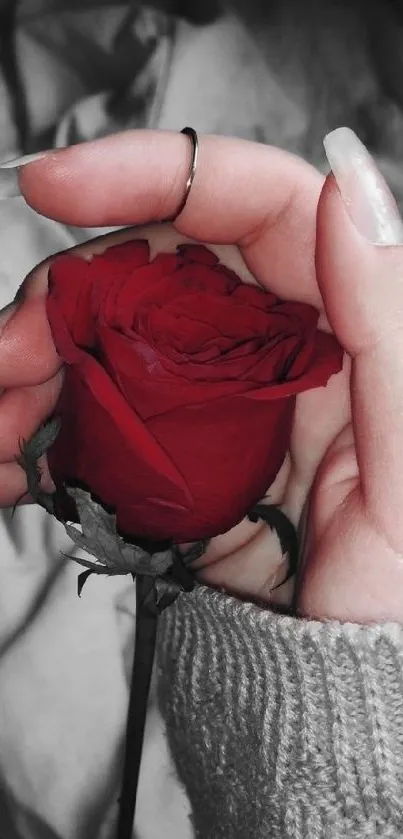 Hand holding a vibrant red rose against a grey background.