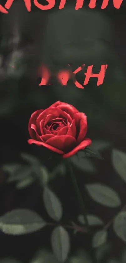 Red rose on dark background mobile wallpaper.