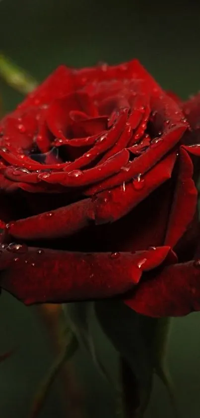 Close-up of a red rose with dew drops on petals.