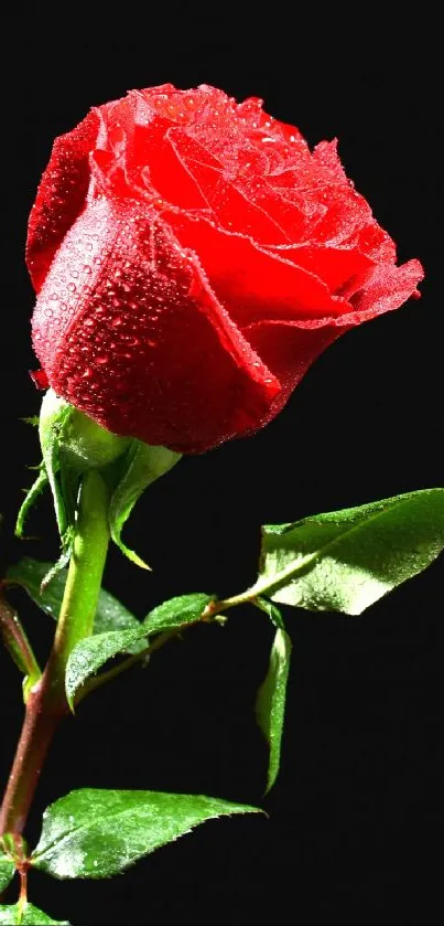 Red rose with dewdrops on dark background, perfect for a mobile wallpaper.