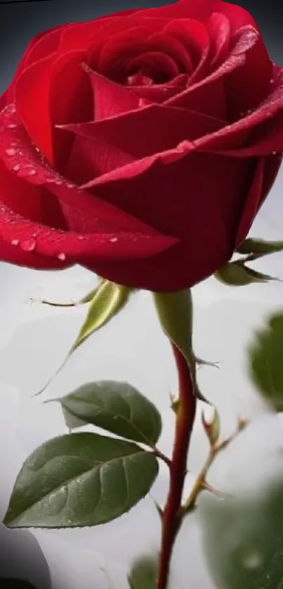 Elegant red rose with dew droplets on petals.