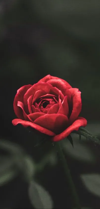 Beautiful red rose against a dark background.