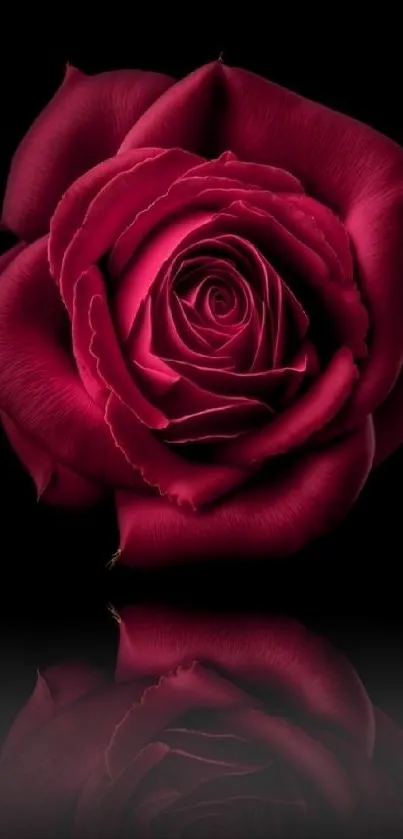 Elegant red rose with vivid petals on a black background wallpaper.