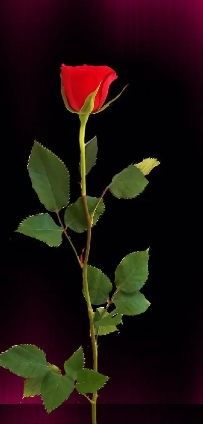 Elegant red rose with dark background mobile wallpaper.