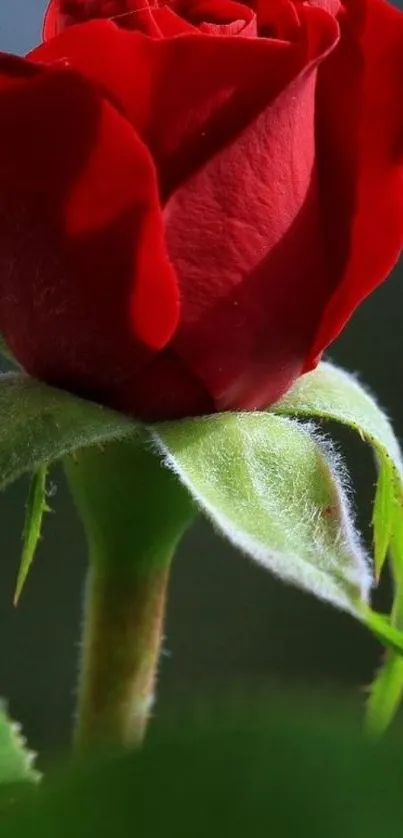 Close-up of a blooming red rose with green leaves.