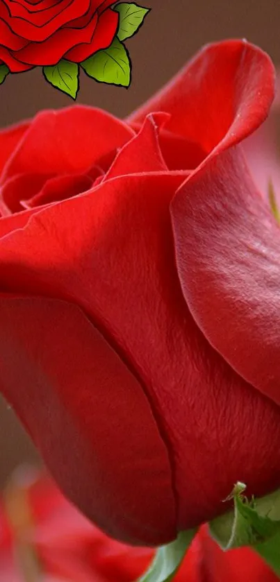 Stunning red rose with green leaves on a vibrant background.