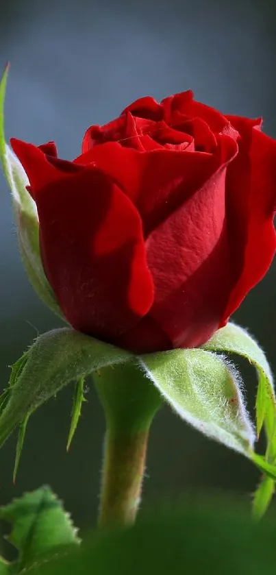 Elegant red rose in bloom, perfectly captured.