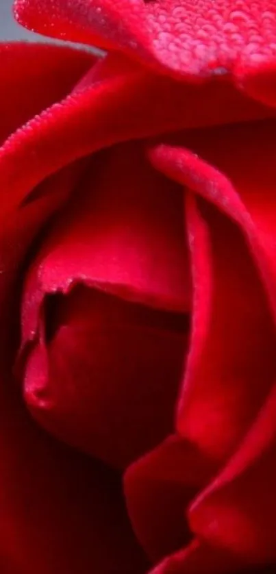 Close-up of a vibrant red rose with dewy petals, perfect for phone wallpaper.