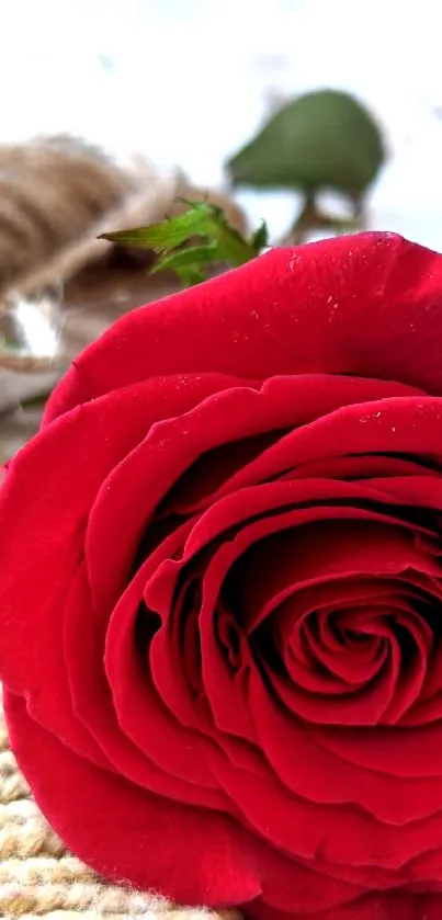 Close-up of an elegant red rose on rustic fabric.