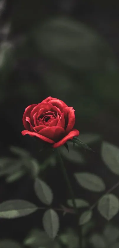 Vibrant red rose against a dark leafy background.