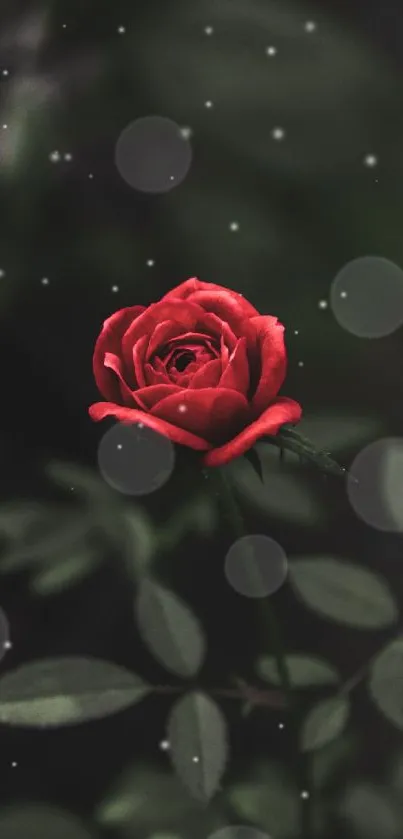 Elegant red rose on dark background, perfect for mobile wallpaper.