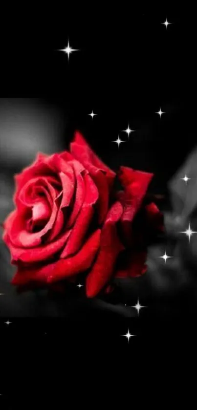 Beautiful red rose on a dark background.