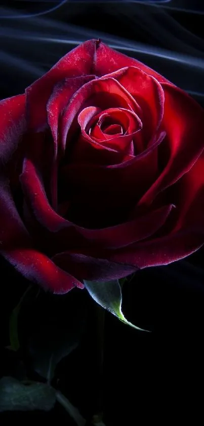 Elegant red rose on dark background mobile wallpaper.