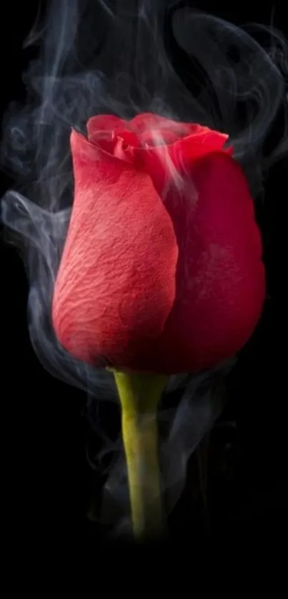 Stunning red rose with smoke on a black background wallpaper.