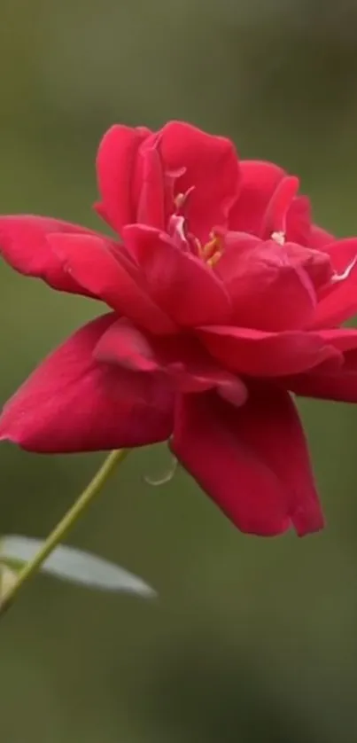 Vibrant red rose with green blurred background.