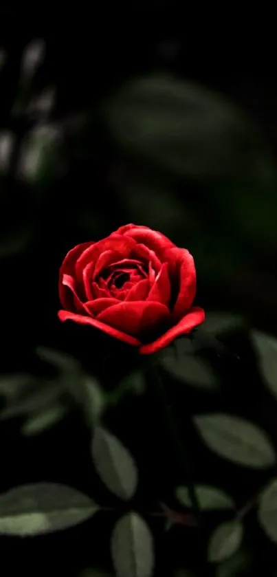 Elegant red rose wallpaper with dark background