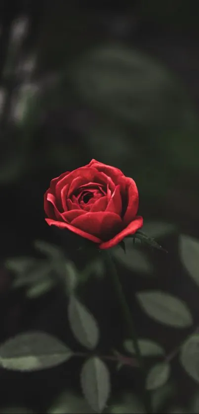 Elegant red rose with a dark background, perfect for mobile wallpaper.