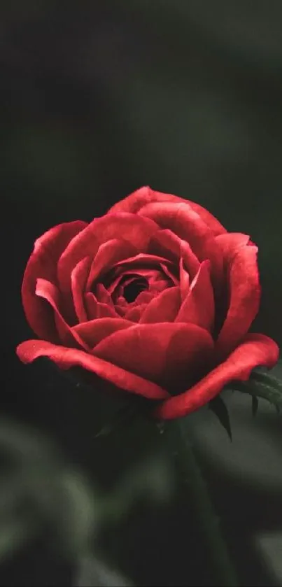 Elegant red rose against a dark background.