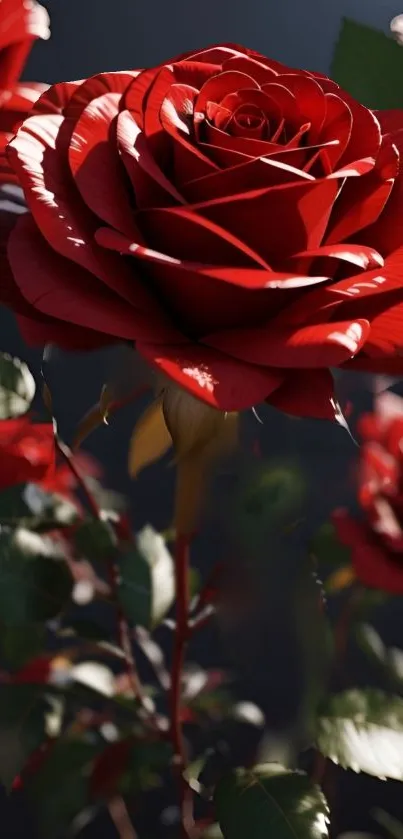 Close-up photo of a red rose with detailed petals.