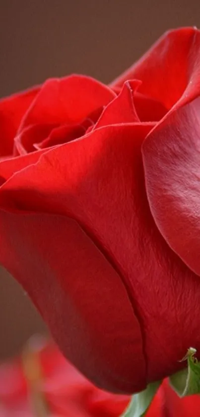 Elegant close-up of a red rose with vibrant petals and green stem.