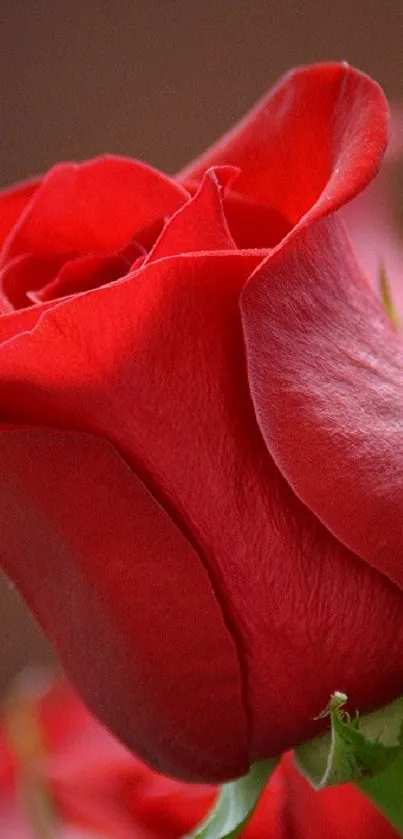 Elegant red rose with vibrant petals as phone wallpaper.