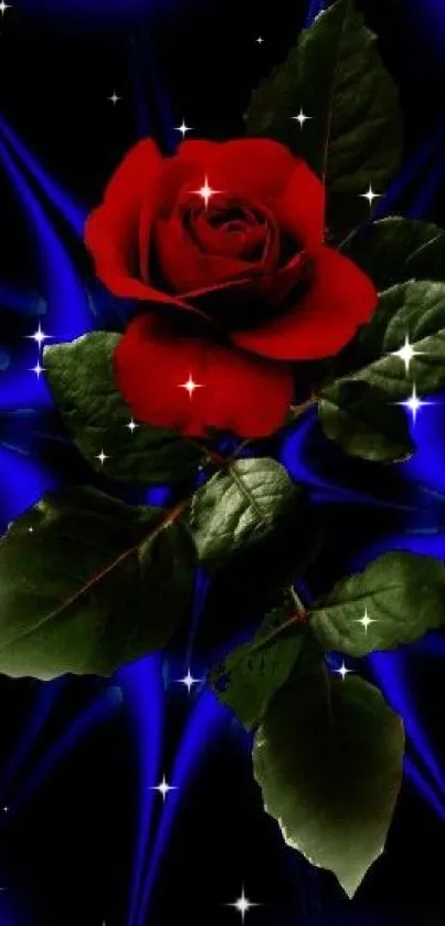 Red rose with green leaves on a dark blue background.