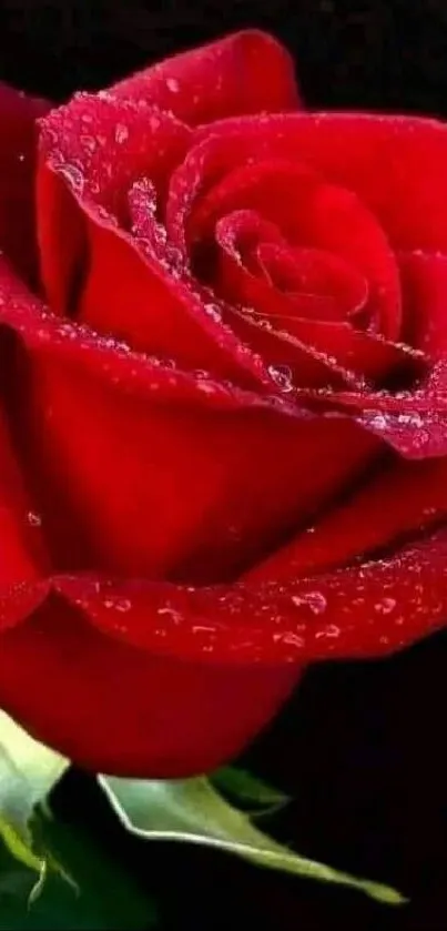 A stunning red rose with dew on a dark backdrop.