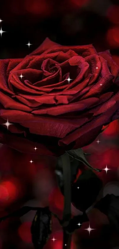 Red rose with bokeh background mobile wallpaper.