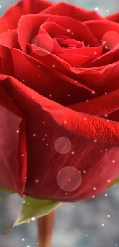 A vibrant red rose with a blurred background, perfect as a mobile wallpaper.