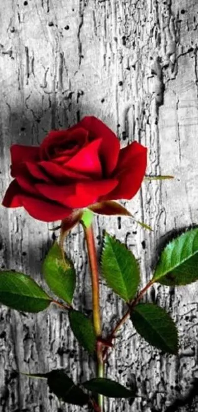 Elegant red rose against a rustic grey background.