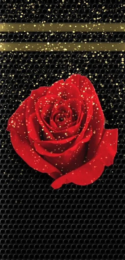 Red rose on textured black background, elegant mobile wallpaper.