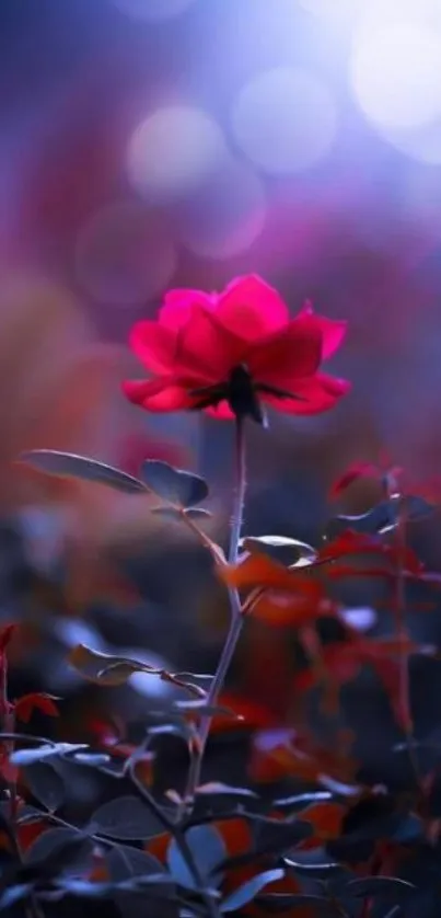 Elegant red rose with dreamy bokeh background.