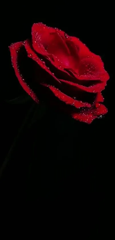 Vibrant red rose on a dark background.