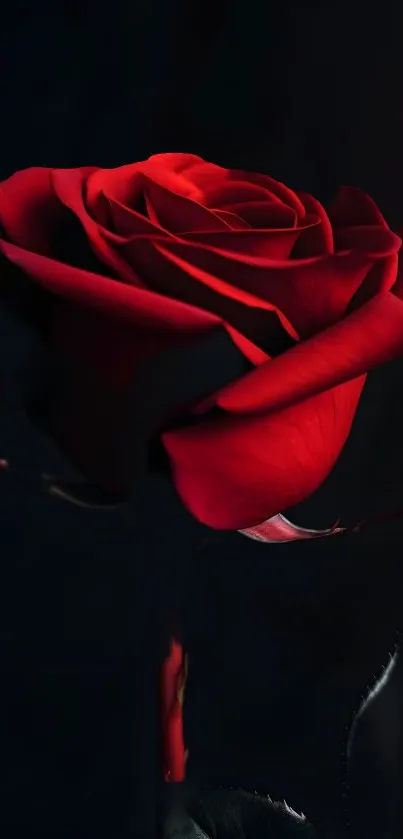 Elegant red rose against a dark background.