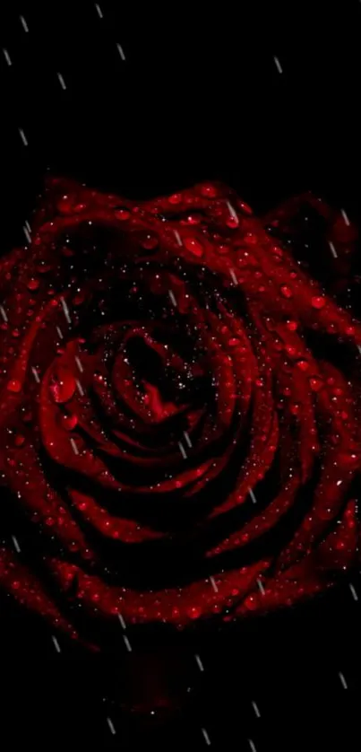 A vibrant red rose with water droplets on a deep black background.