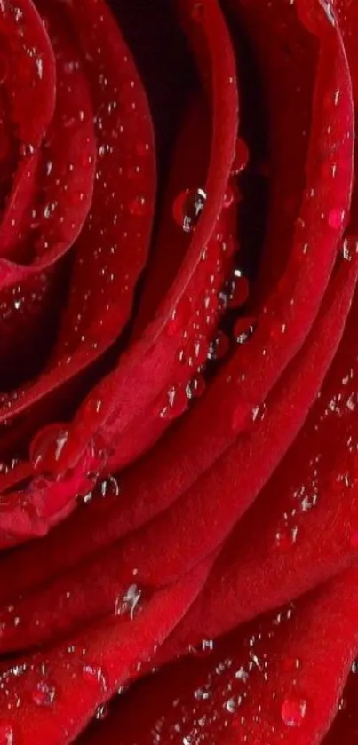 Close-up of a red rose with dew drops on petals wallpaper.